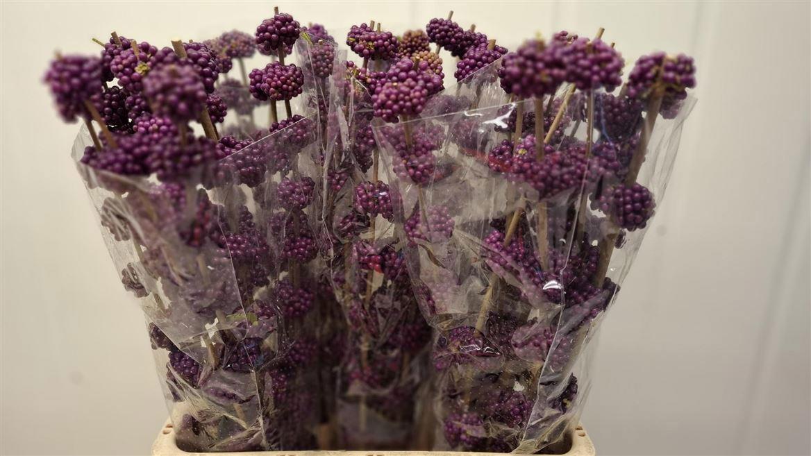 10x Callicarpa giraldii 70cm