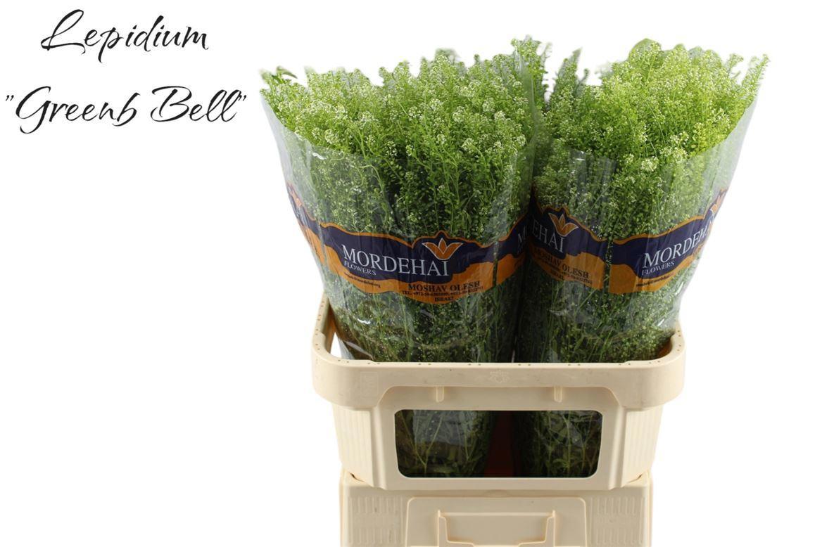 25x Lepid.green bell 80cm