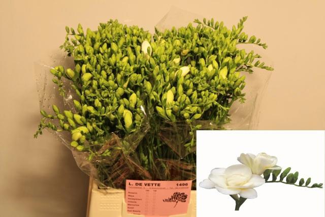 50x Freesia volante du 50cm