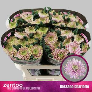 10x Chrysant rossano charlotte 70cm