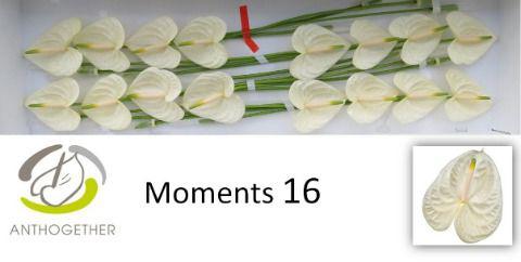 16x Anth.moments