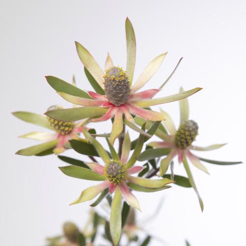 25x Pg leuc.ayoba star pearl 60cm