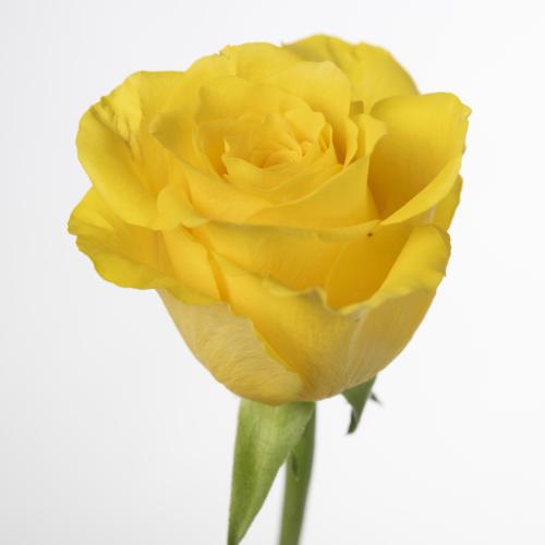 20x Rosa goldfinch 60cm