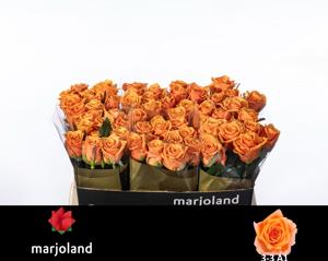 10x Rosa novi 50cm