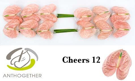 12x Anth.cheers 10cm