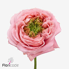 10x Rosa mirana gardens! 50cm