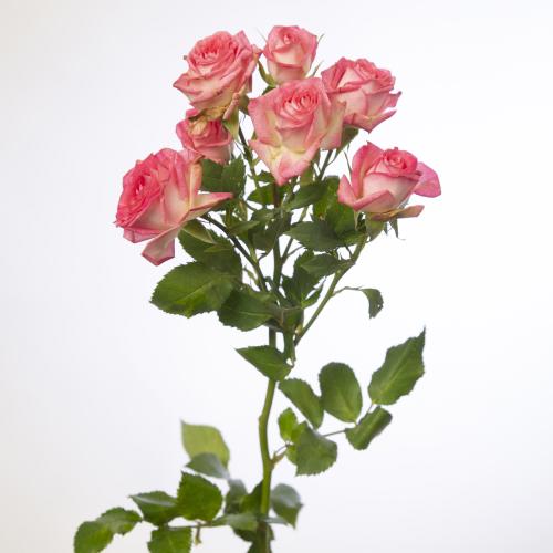10x Rosa sweet julia 60cm