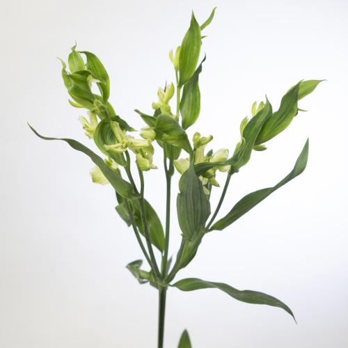 10x Alstroemeria flor.jade 70cm
