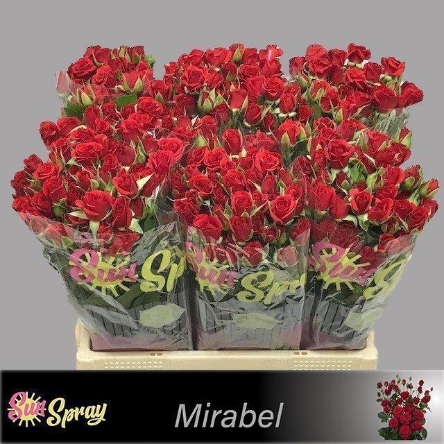 10x Rosa mirabel 60cm