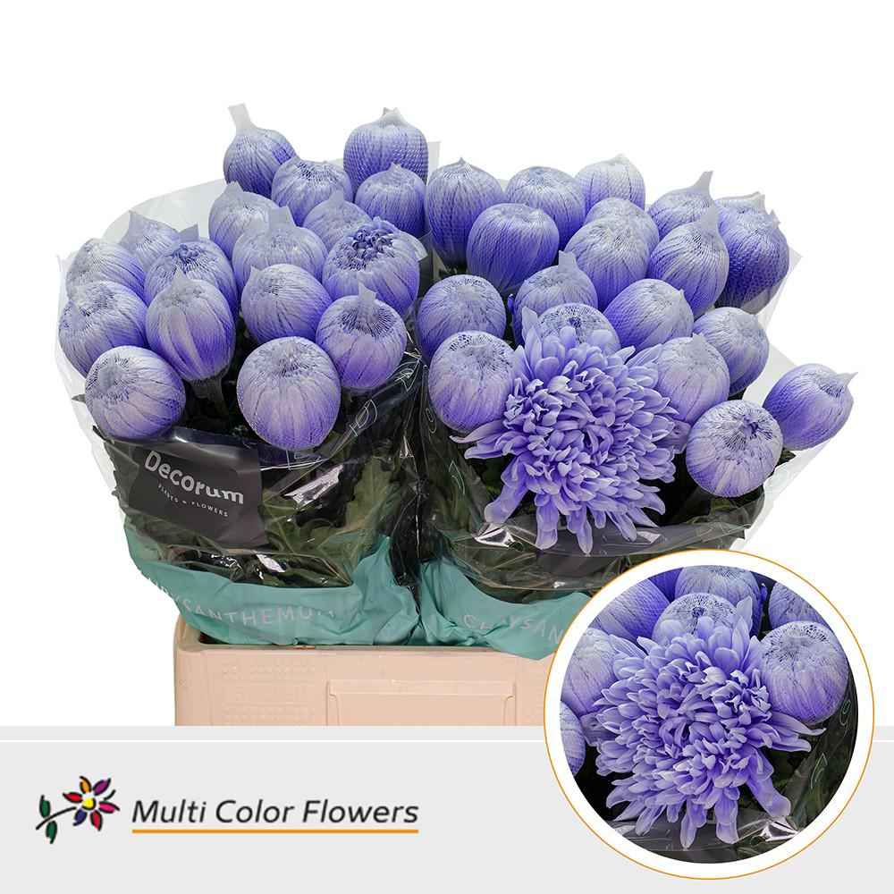 10x Chrysant antonov pastel milka 70cm