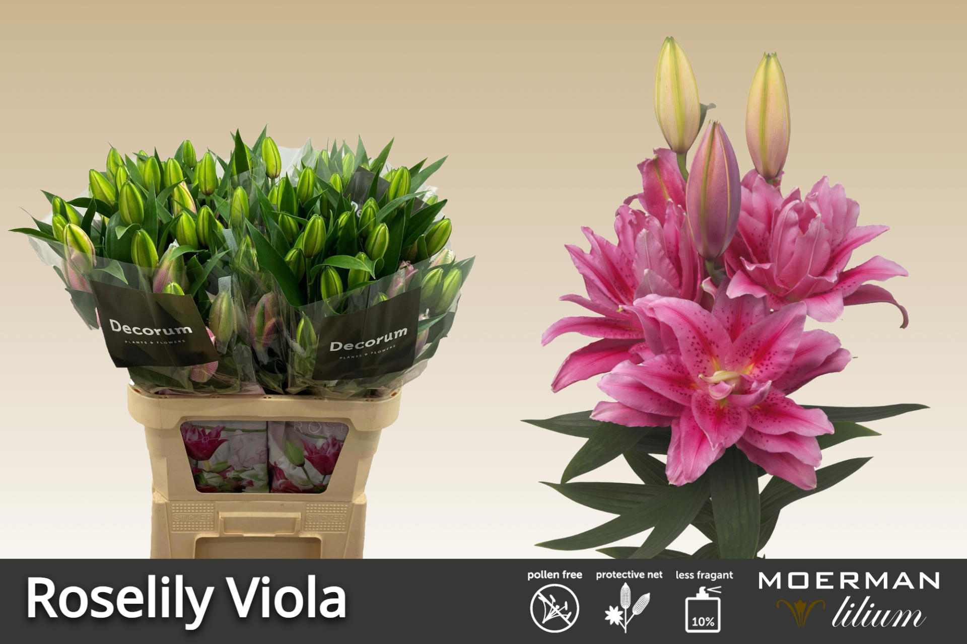 10x Lil.roselily viola 80cm