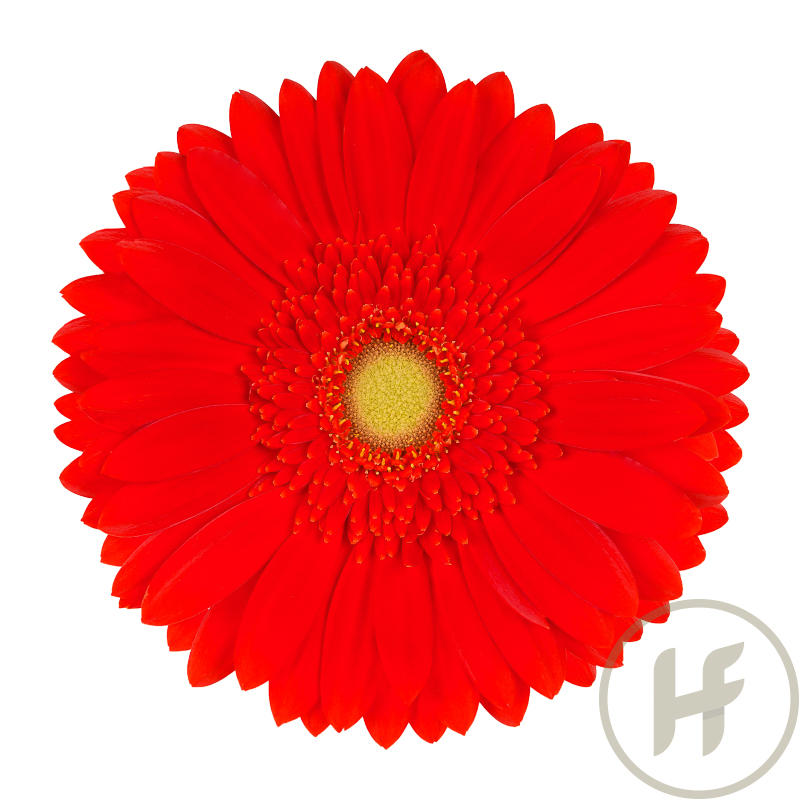 50x Gerb.red explosion 40cm