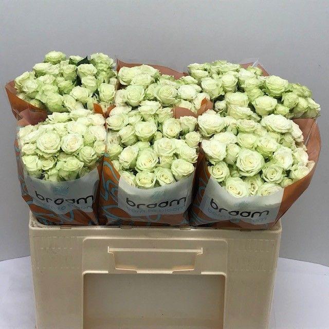 10x Rosa green glow 50cm
