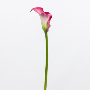 10x Zant.capt.romance 60cm