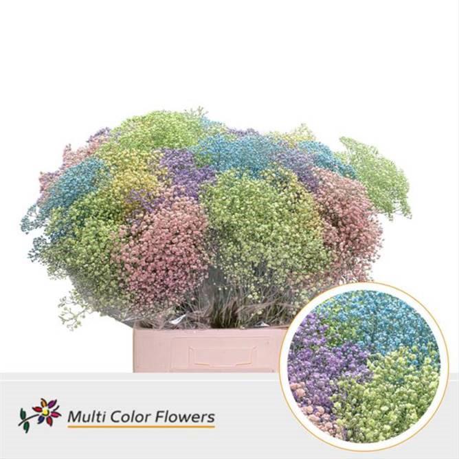 25x Gipskruid m.stars pastel mix 80cm