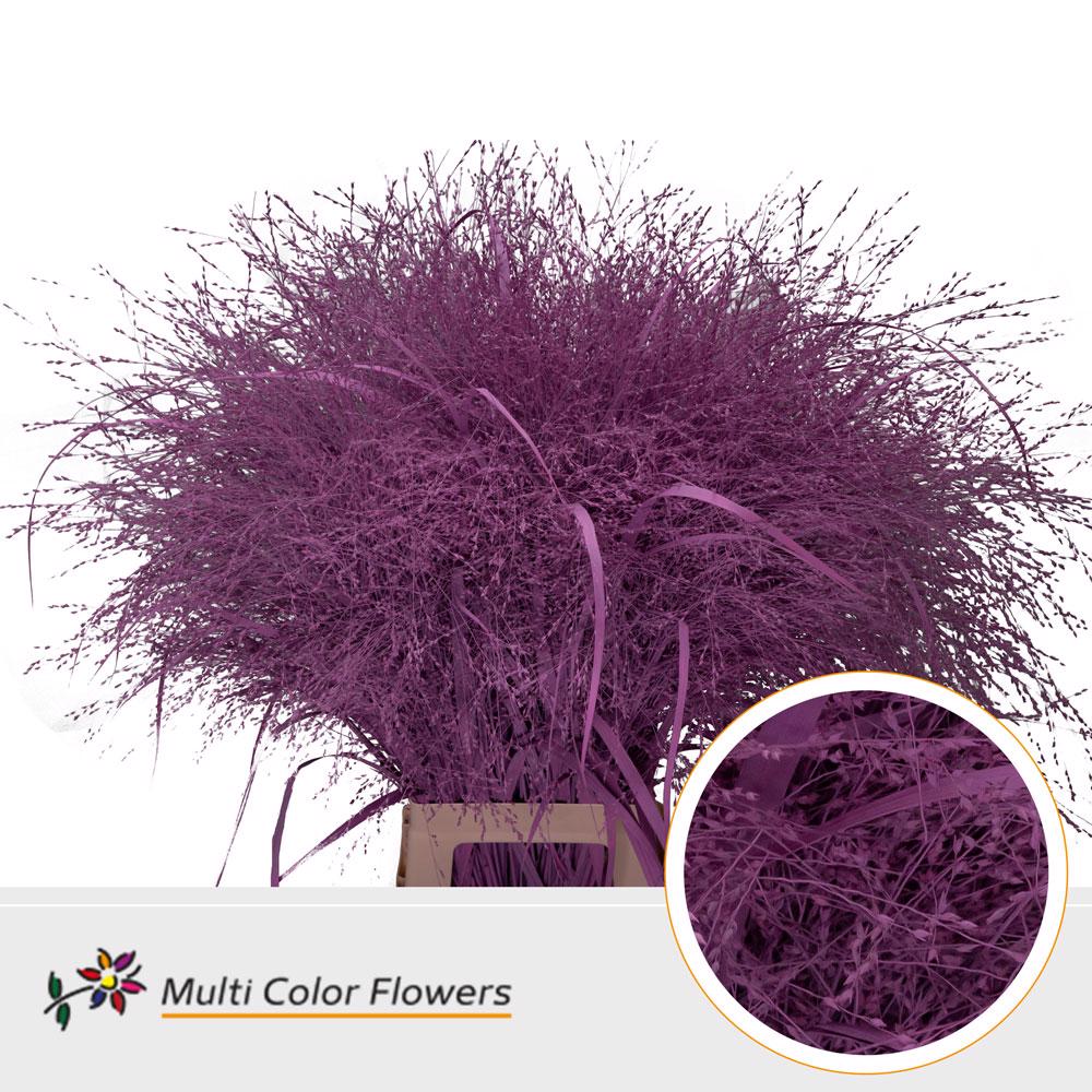 150x Gs panicum roze 80cm