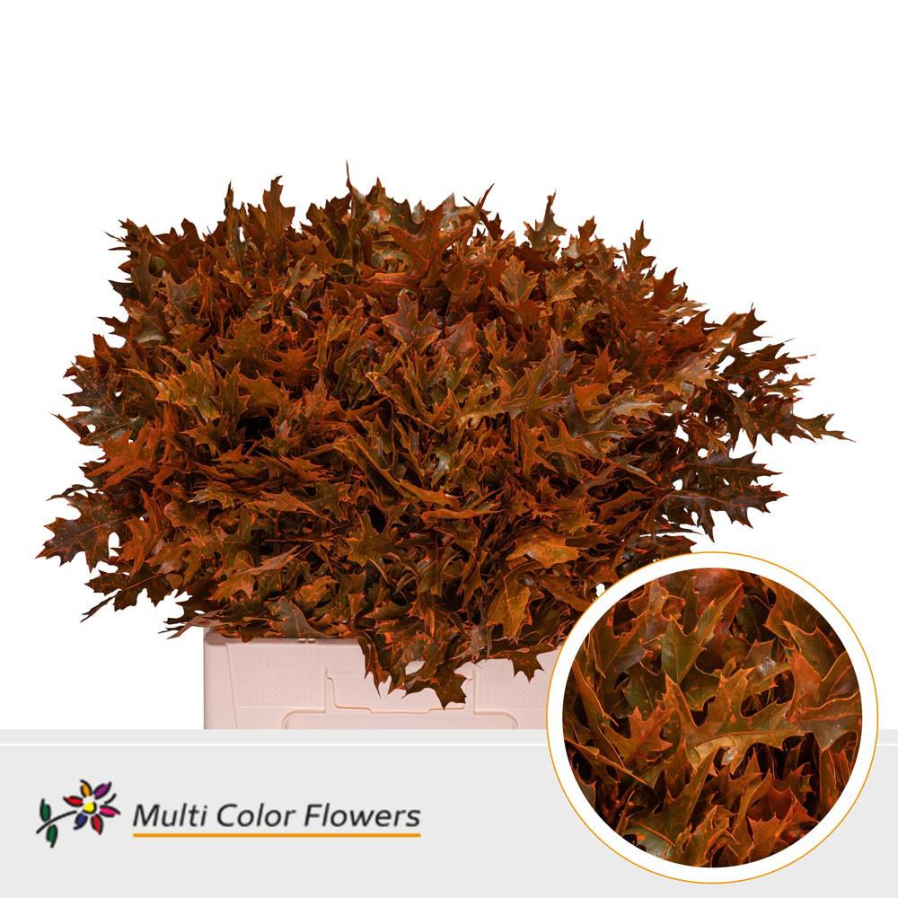 100x Sg quercus palust.(v) overig 60cm