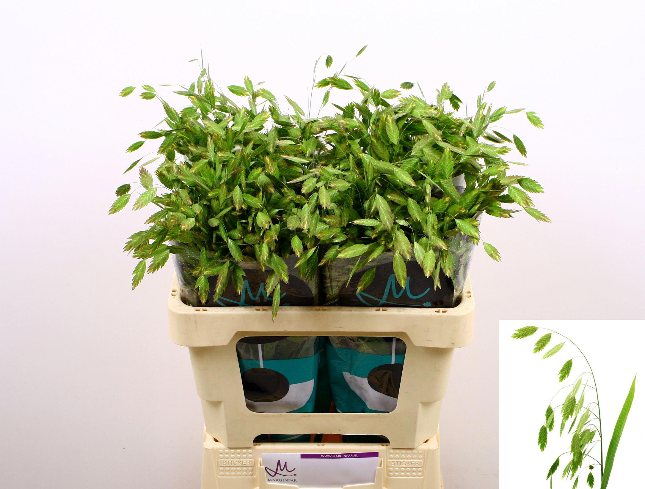 50x Gs chasmanthium latifolum 60cm