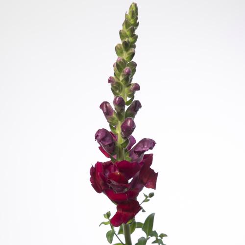10x Antir.antibes red 70cm