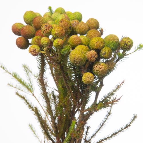 10x Pg berzelia galpinii baubles 50cm