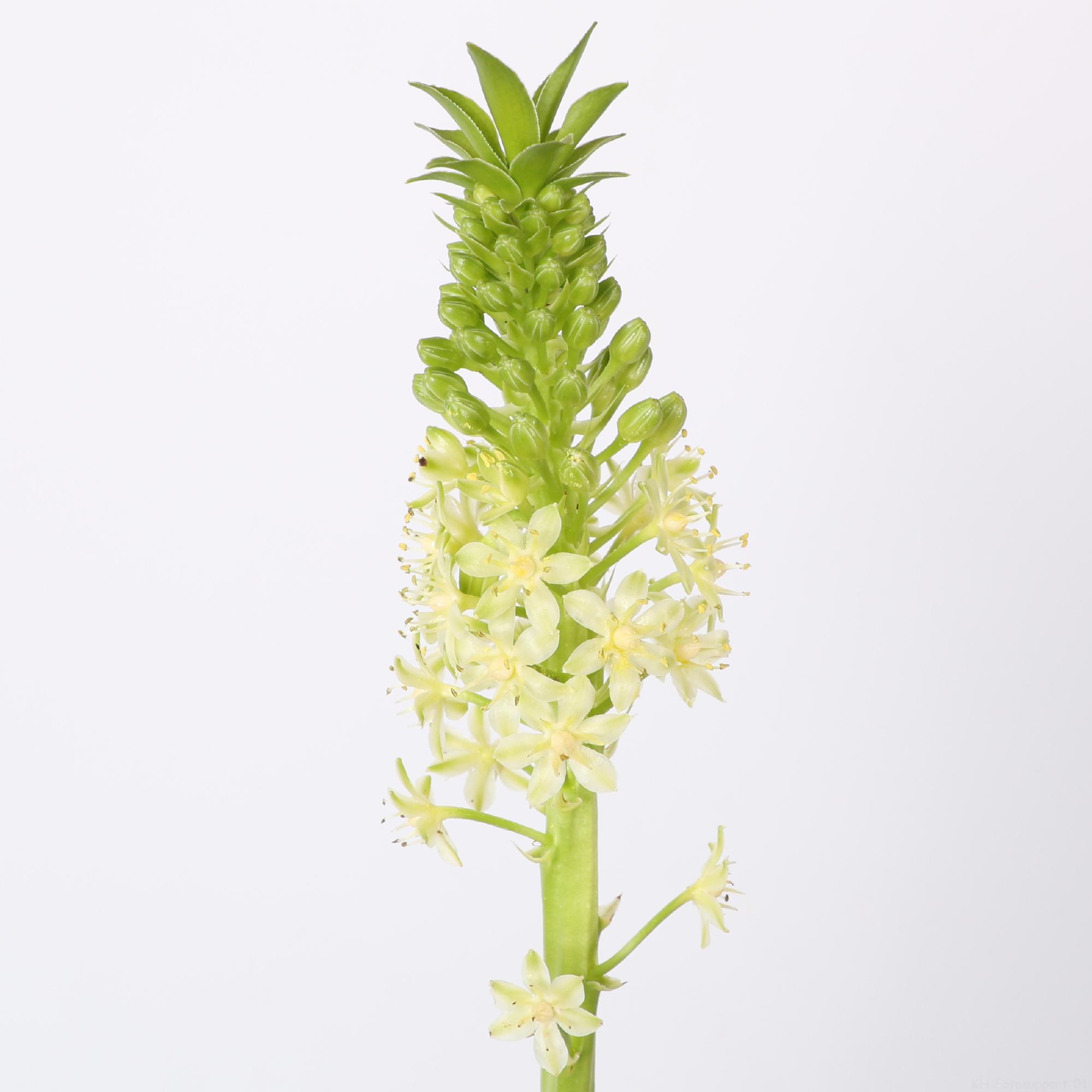 10x Eucomis goliath 80cm