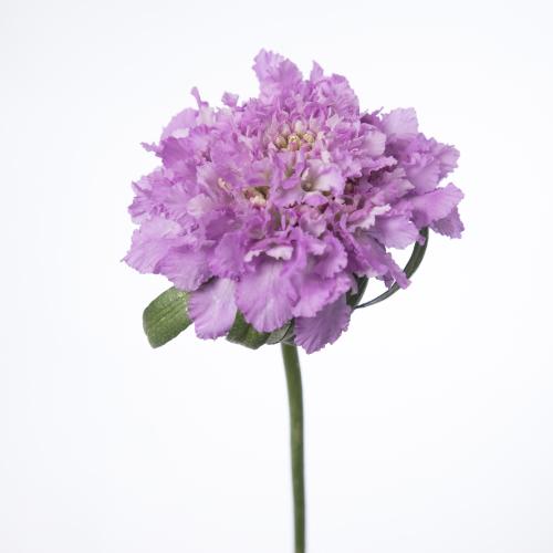25x Scabiosa bon bon scoop ube 60cm