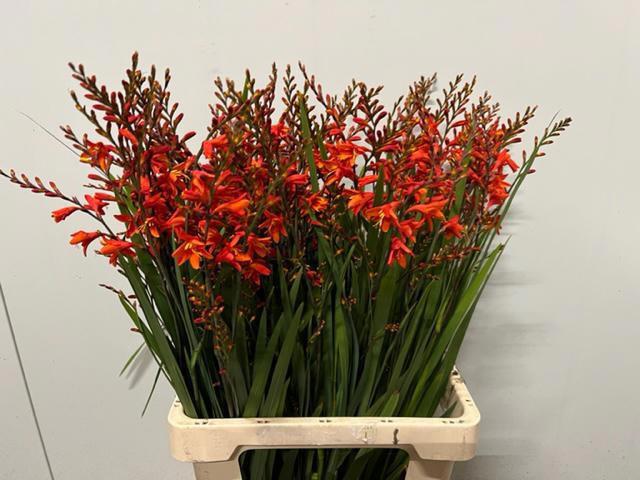 20x Crocosm.red king 70cm