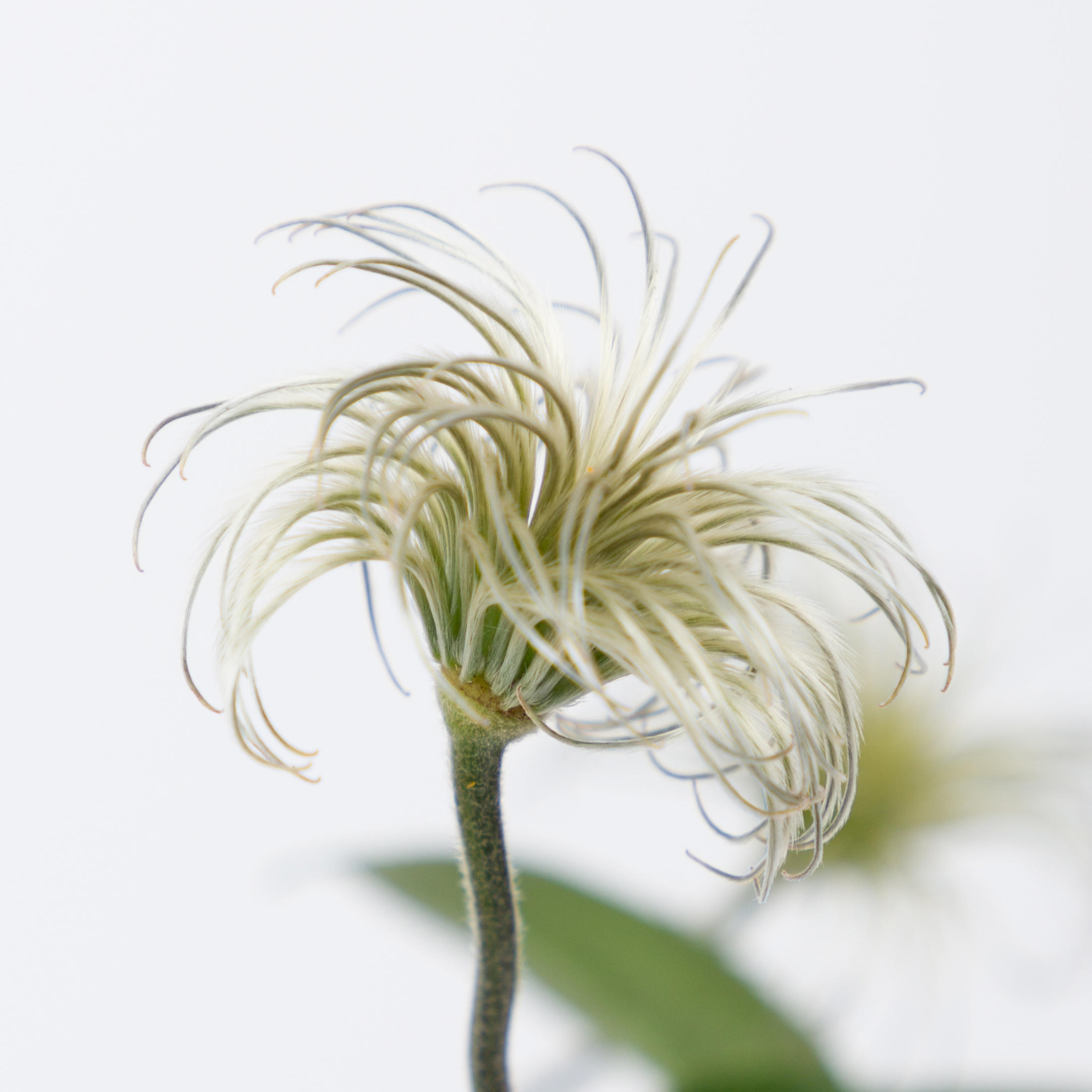10x Clematis amazing kibo 60cm