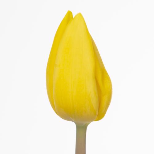 50x Tulipa yellow flight en 40cm