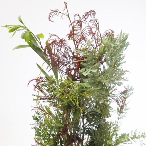 5x Acacia mimosa mix riviera 60cm