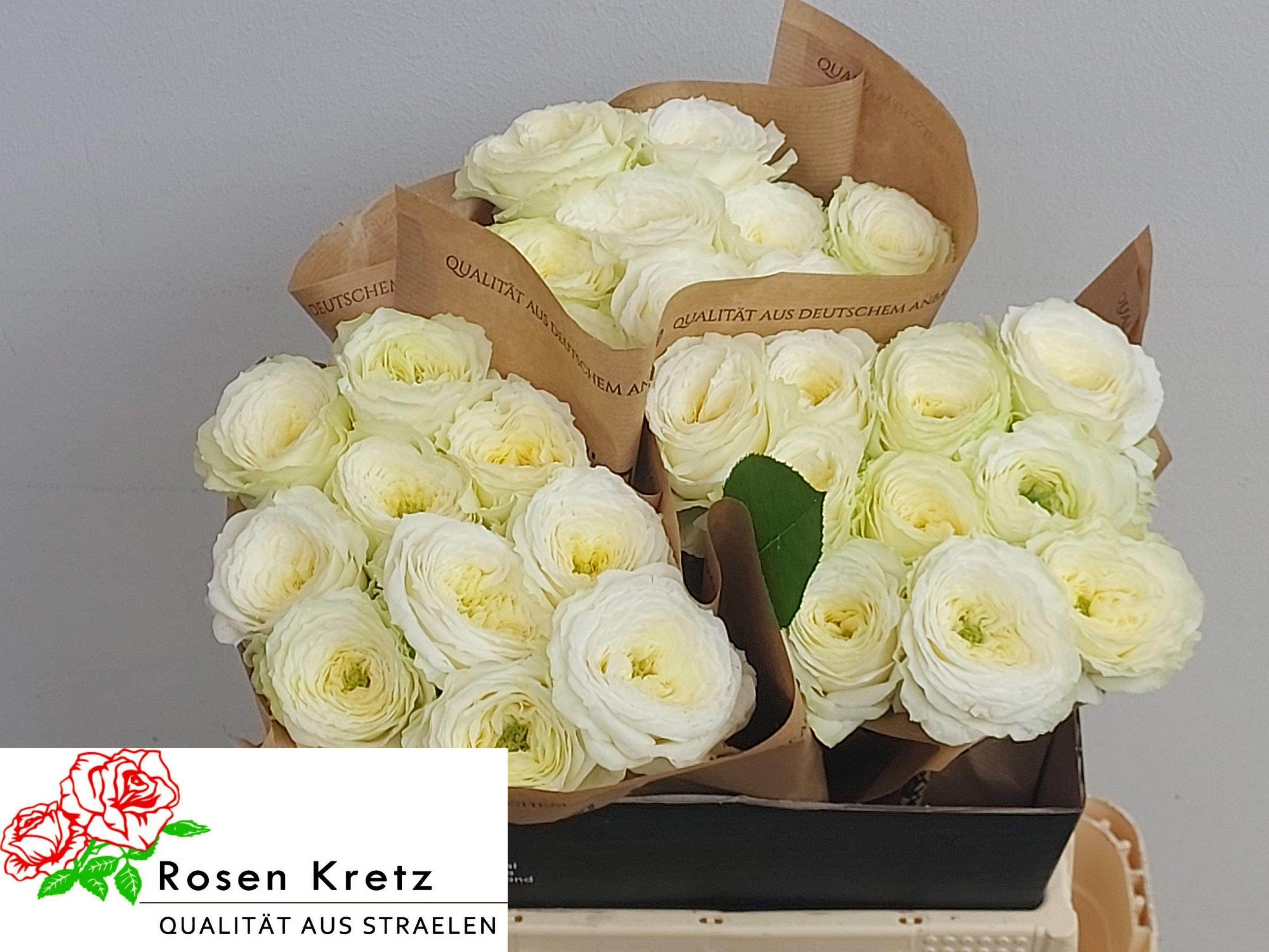 10x Rosa lotti+ 40cm