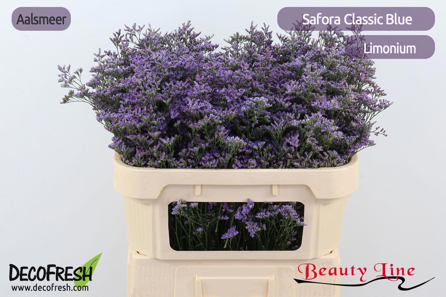 25x Lim.safora classic blue 70cm