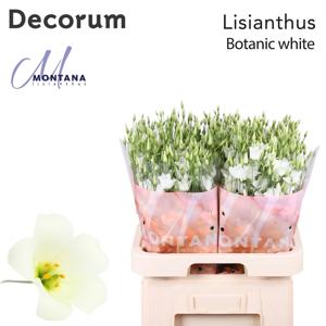 10x Eust.botanic white en 70cm