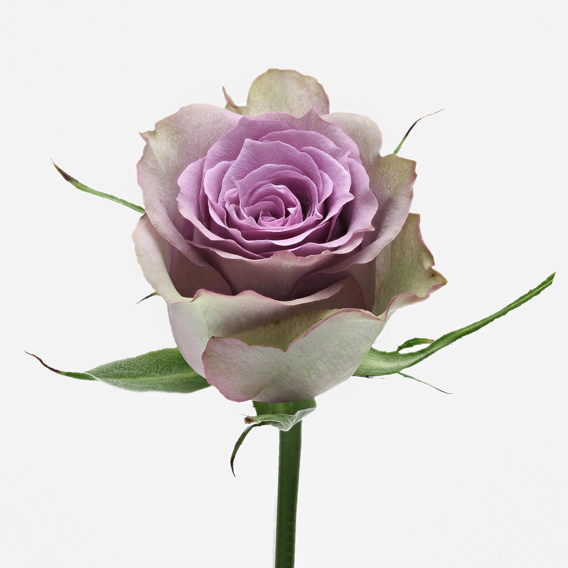 20x Rosa samantha bridal 40cm