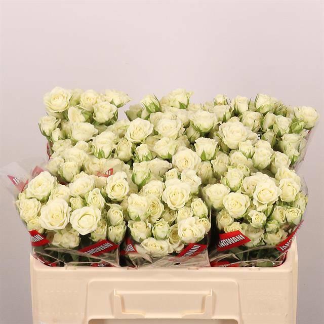 10x Rosa snowflake 50cm