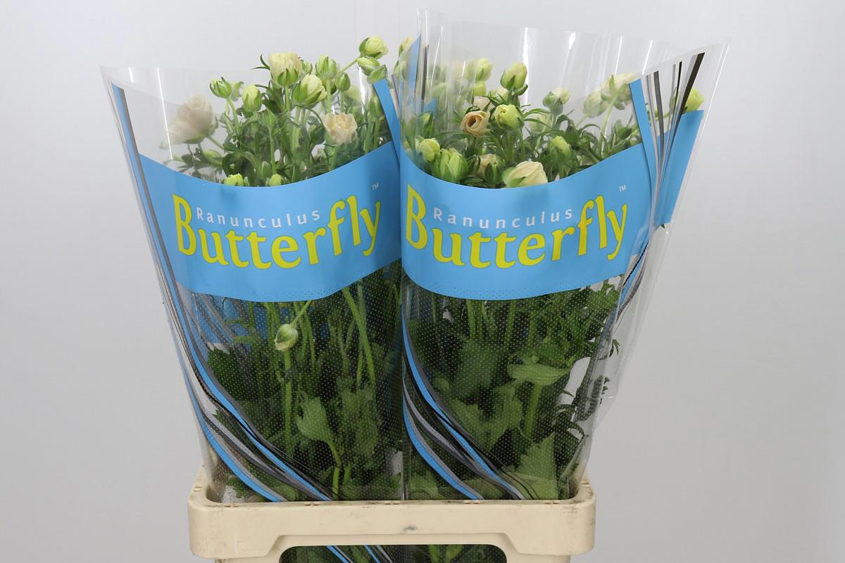 10x Ran.butterfly melissa 70cm