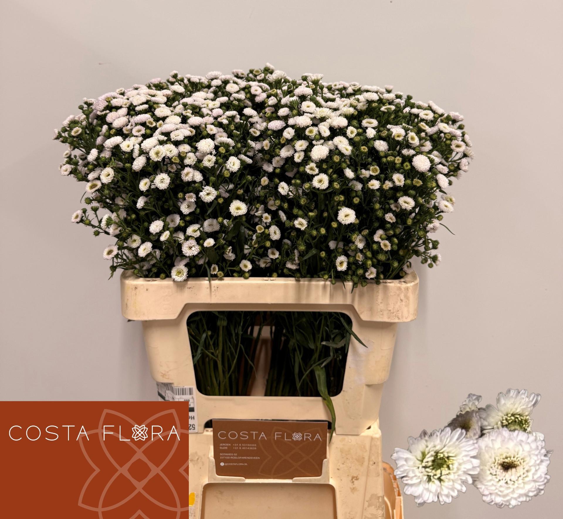 25x Aster pompon 60cm