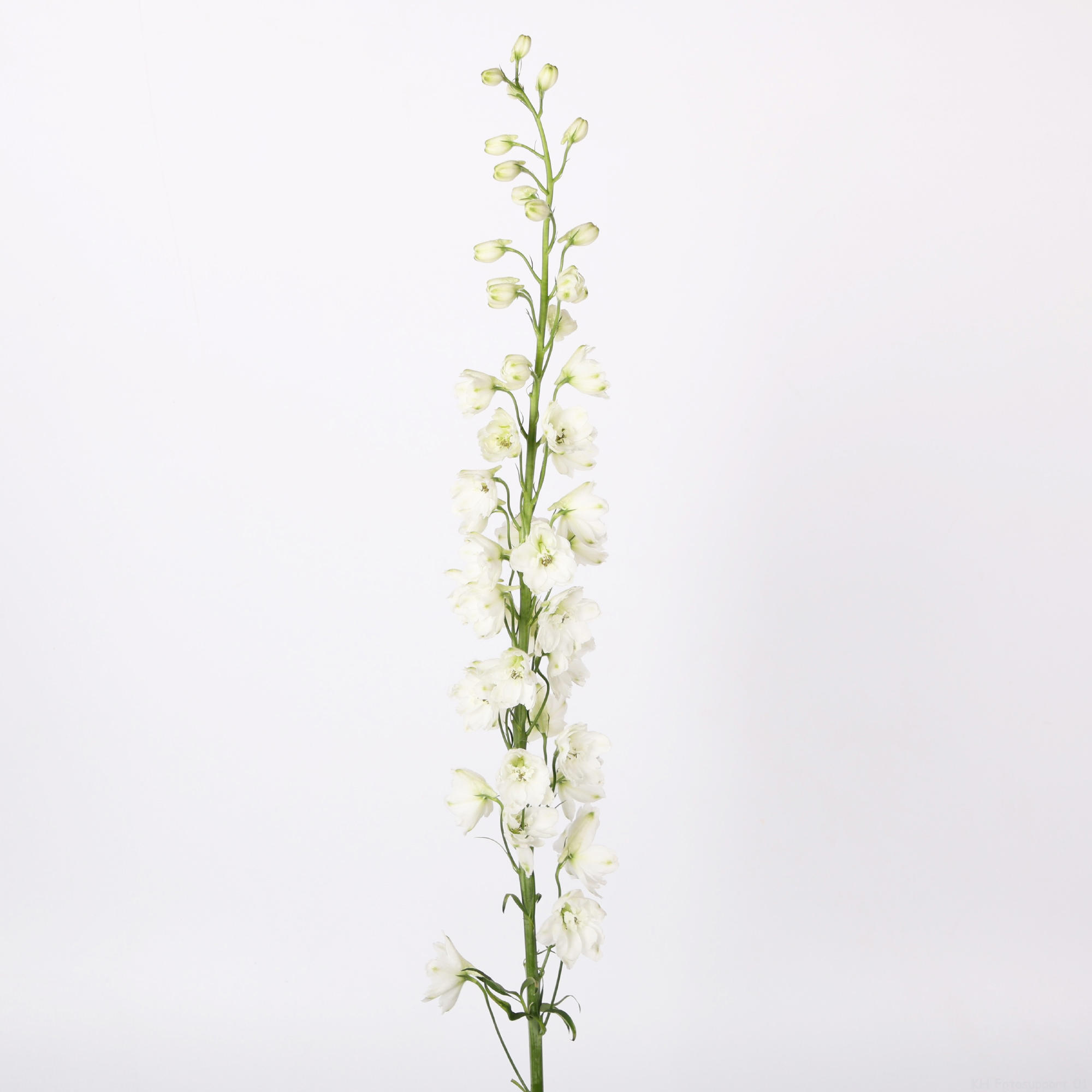 10x Delph.guardian white 60cm