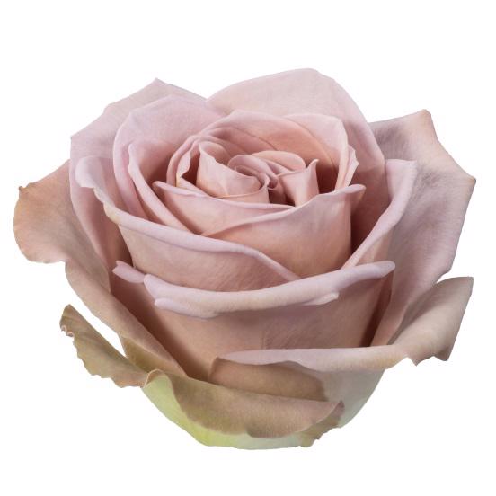 25x Rosa amnesia 40cm