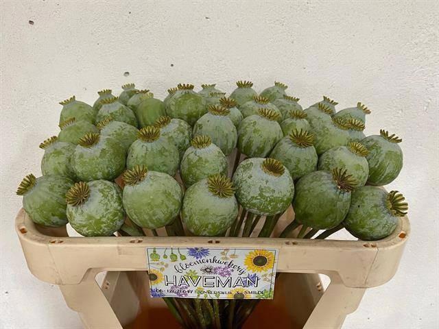 5x Papaver somniferum 60cm