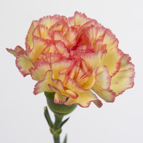 20x Dian.st.lorca 60cm