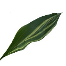 1x Sg aspidistra vari.(bos) 60cm