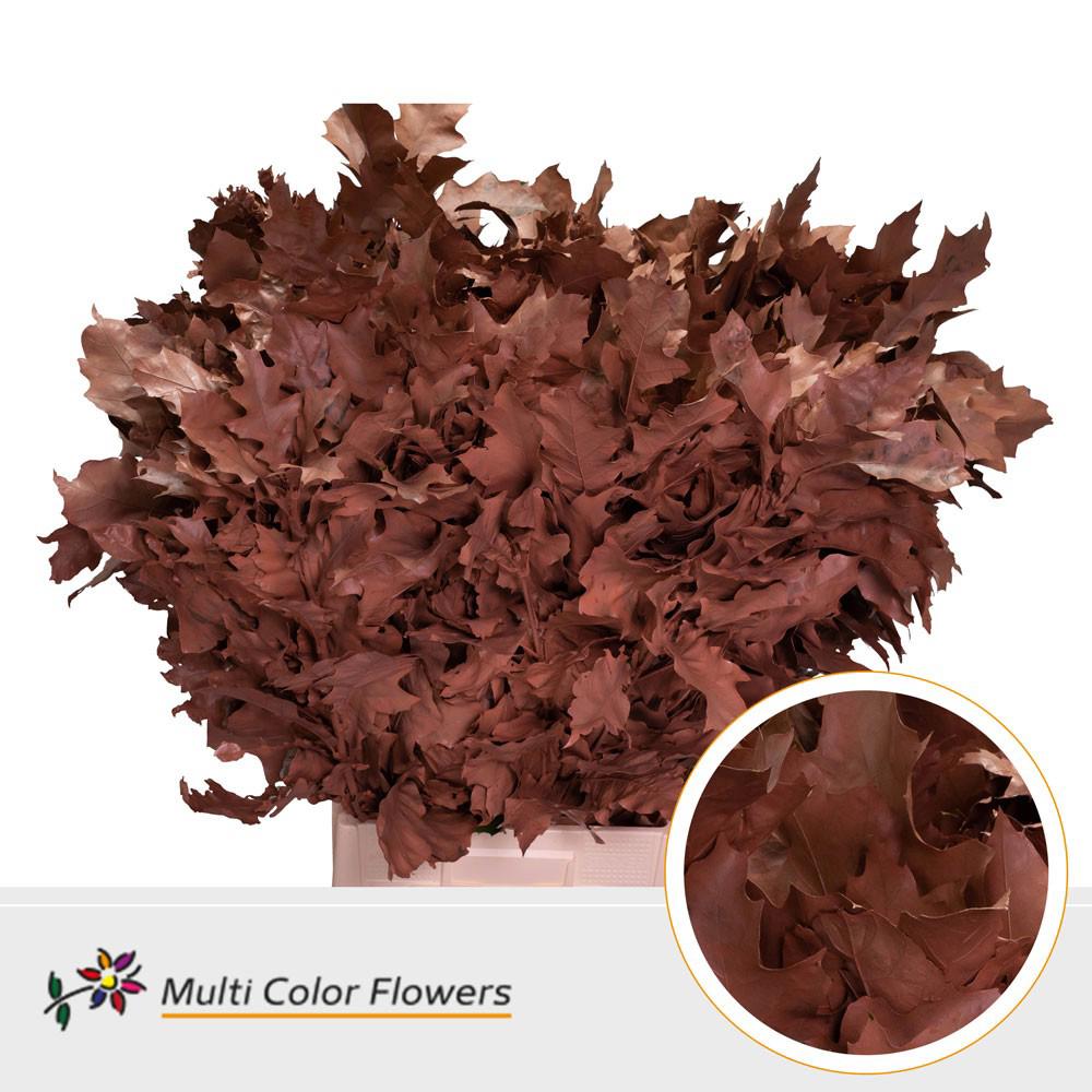20x Sg quercus bruin 80cm