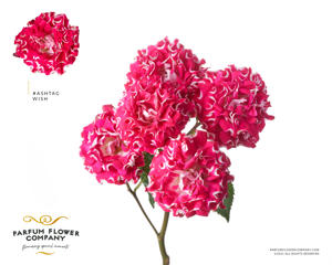 24x Rosa #wish 50cm