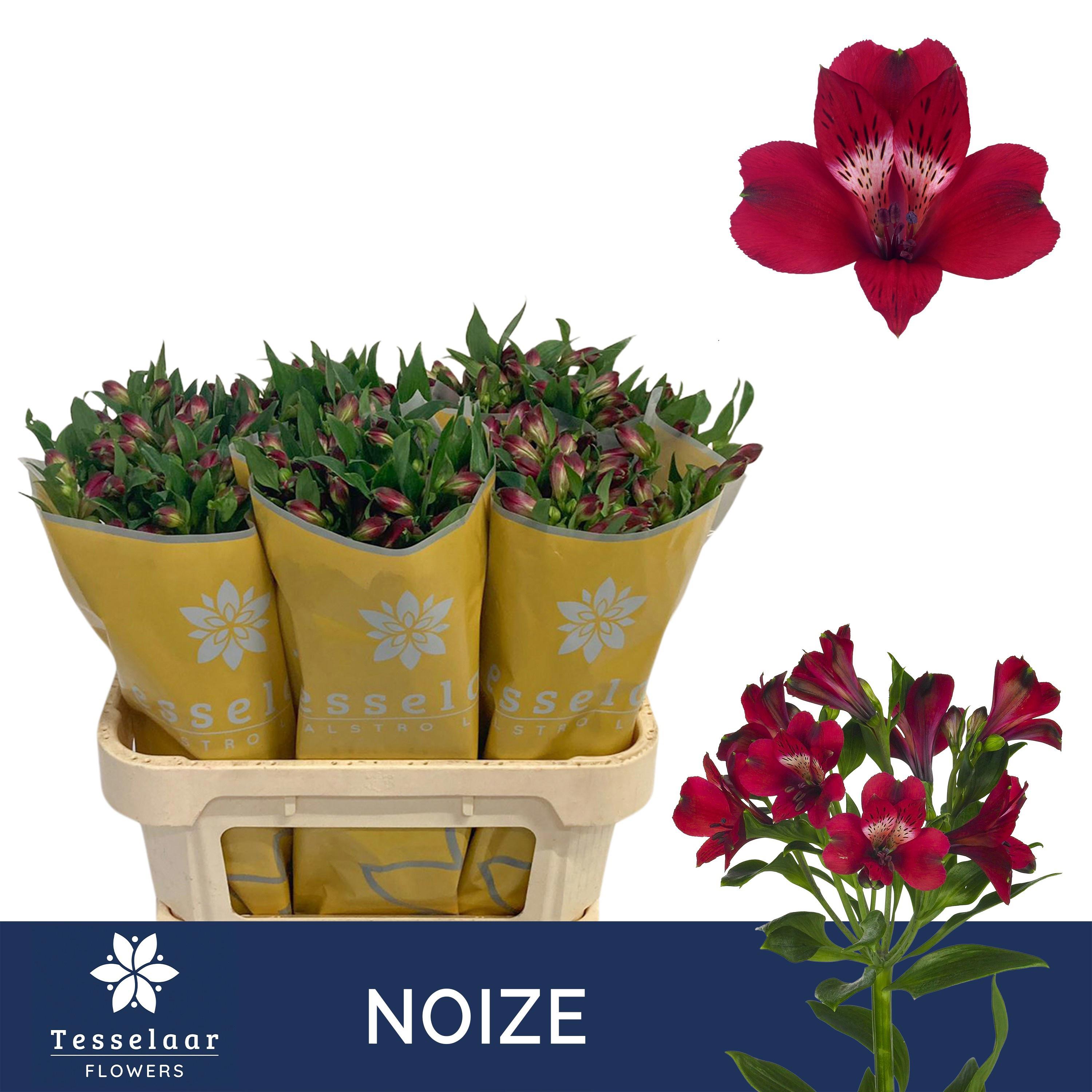 10x Alstroemeria noize 70cm