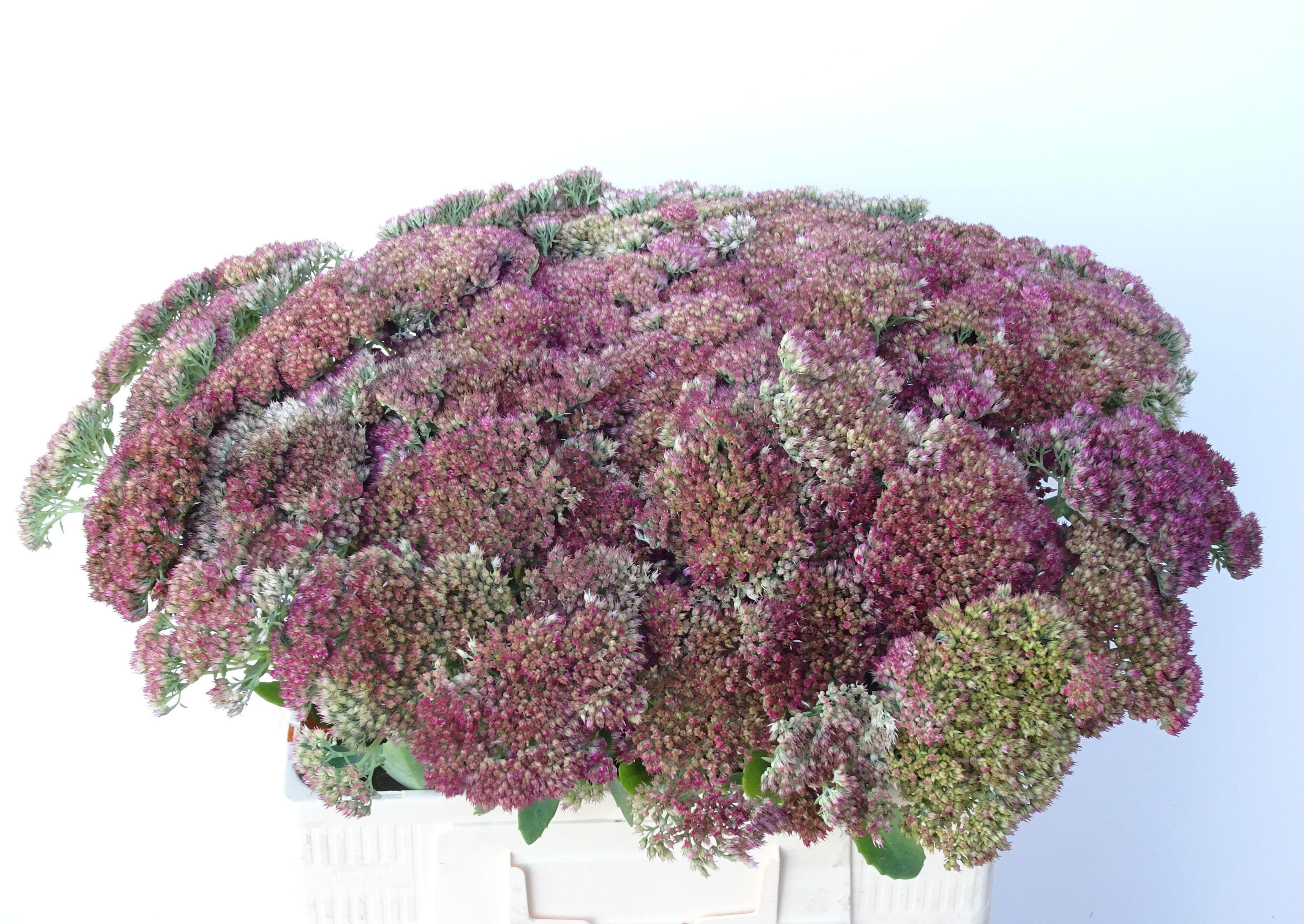 30x Sedum spectabile bloeiend 50cm