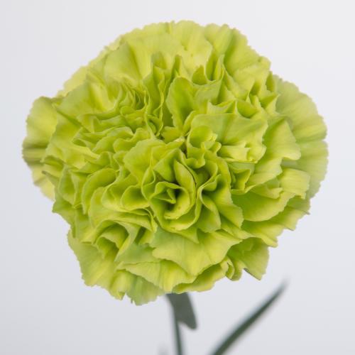 20x Dian.st.alessandria 60cm