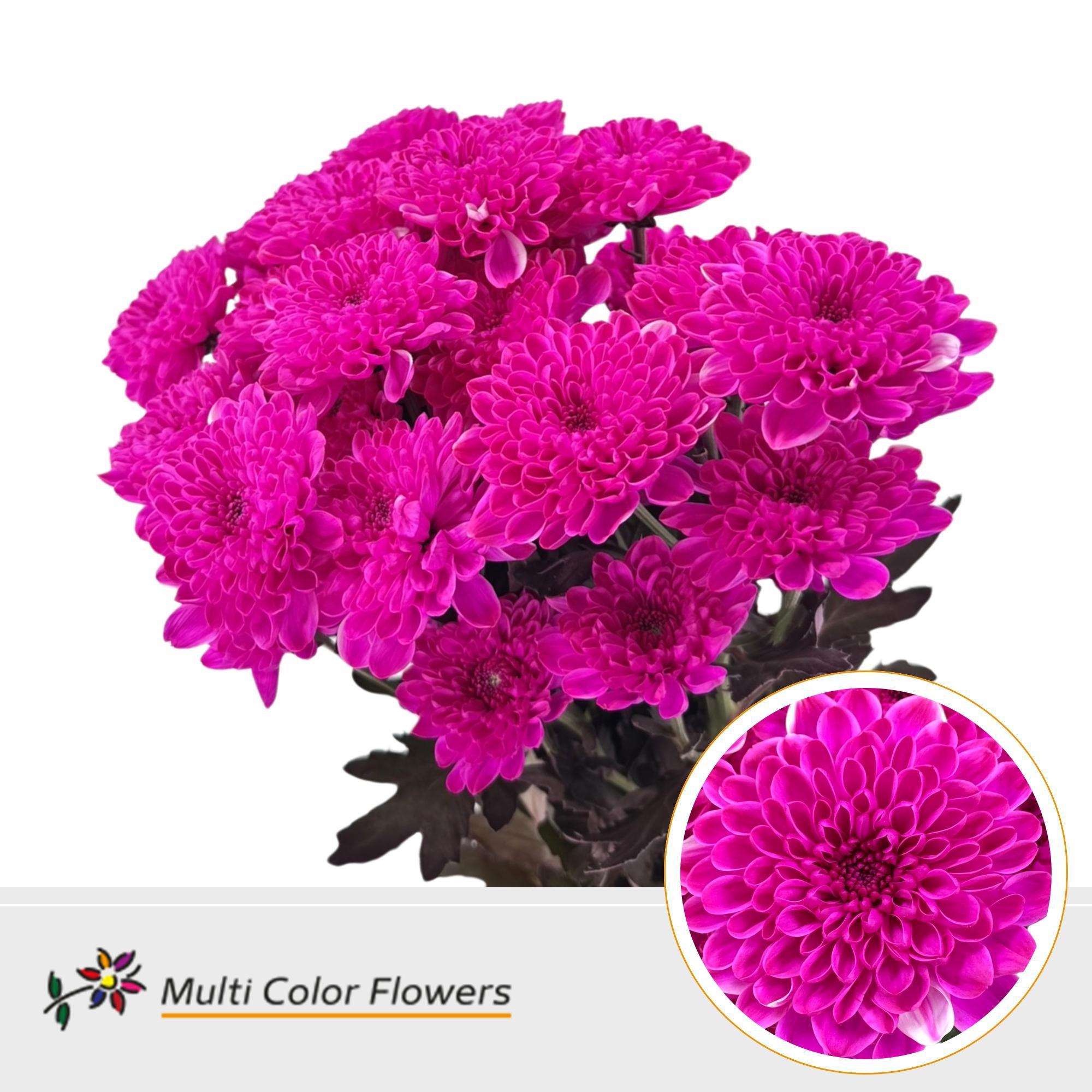 10x Chrysant altaj erica 60cm