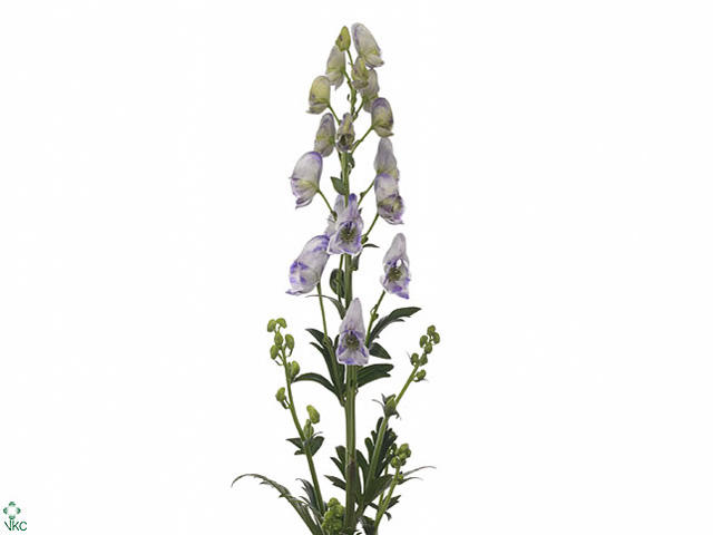 10x Aconitum cloudy 80cm