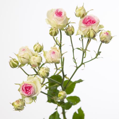 10x Rosa mimi eden 40cm